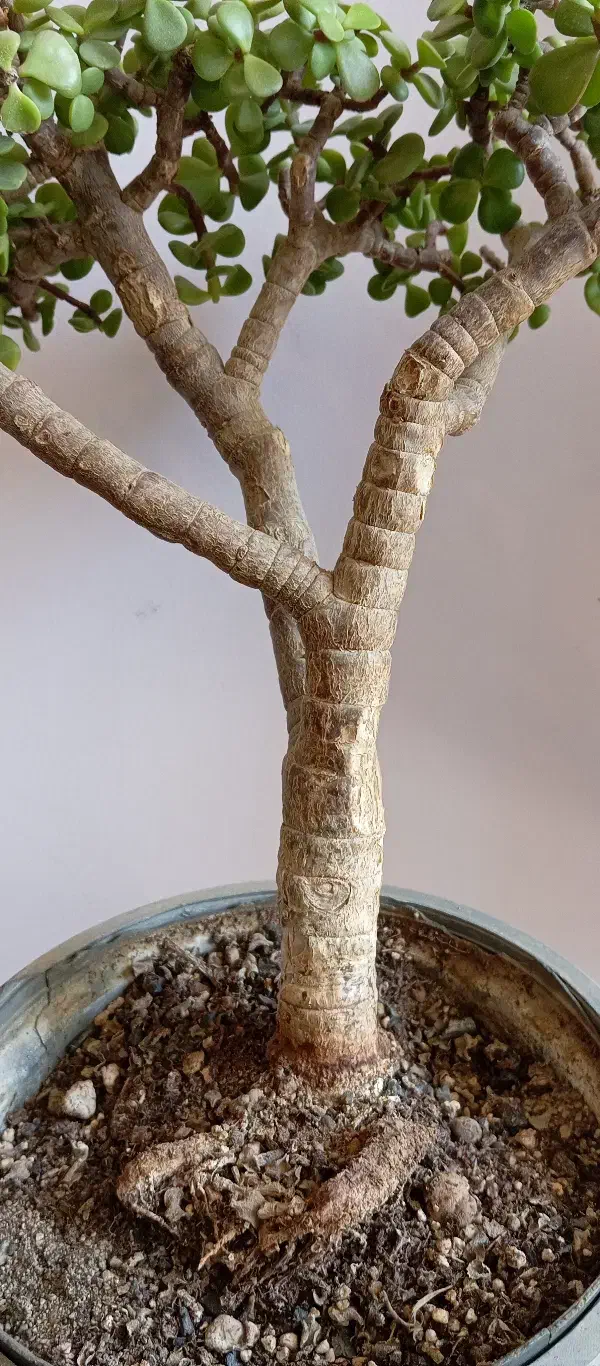 بنسای پرتلاکاریا|گل و گیاه طبیعی|کرمان, |دیوار