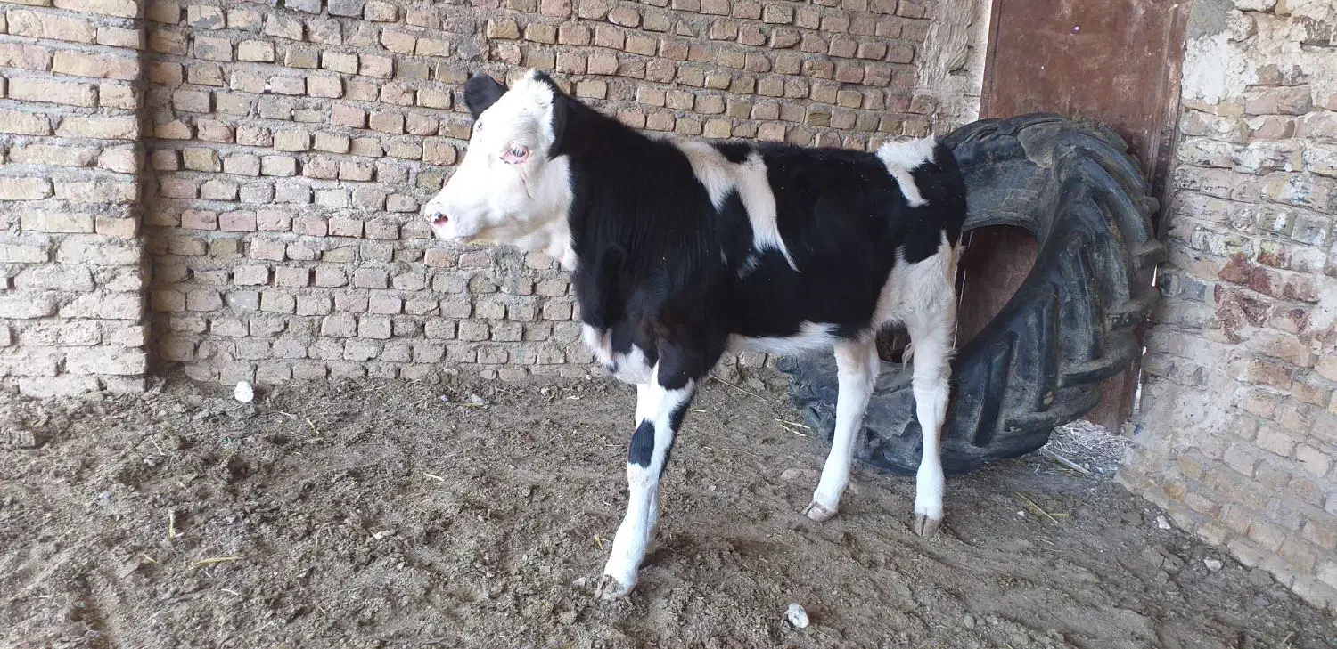 گاو گوساله|حیوانات مزرعه|تایباد, |دیوار