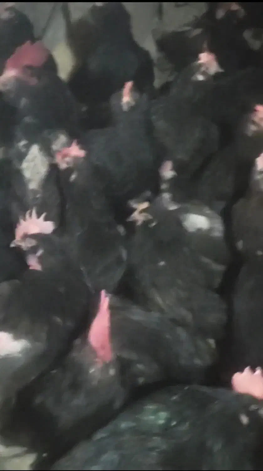 جوجه کوشین مشکی مرندی رسمی|حیوانات مزرعه|ساوه, |دیوار