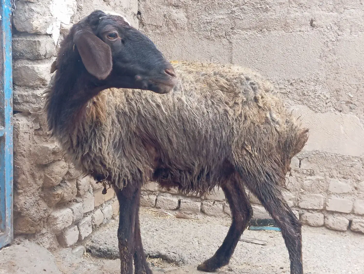 بره‌ماده|حیوانات مزرعه|گیان, |دیوار