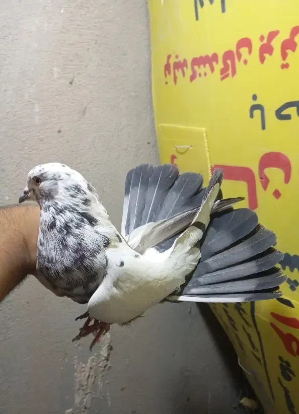 کبوتر پرشی غریب|پرنده|کوهدشت, |دیوار