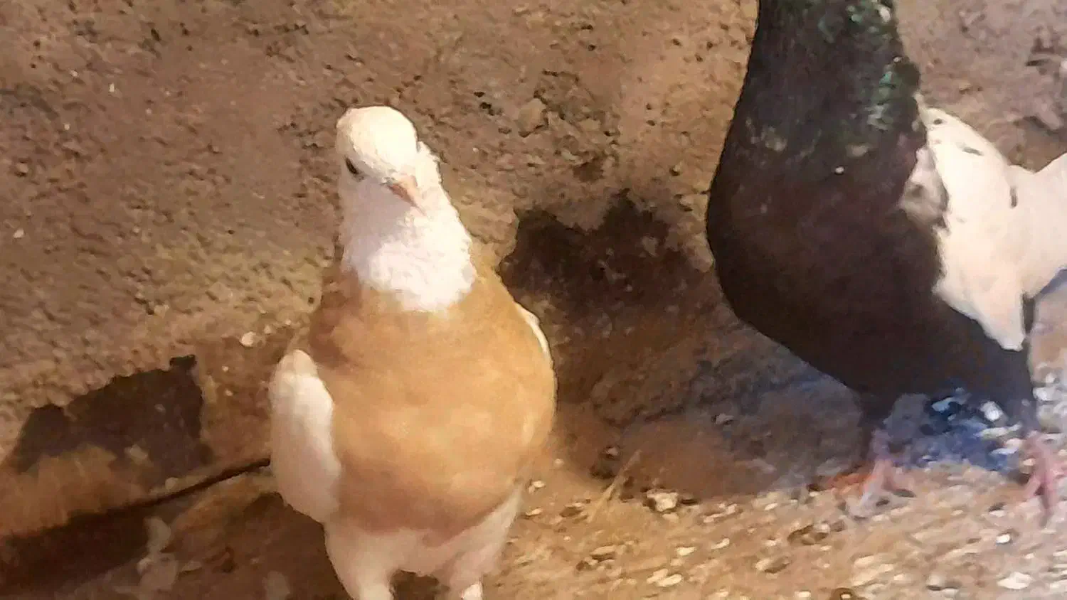 طوقی زرد|پرنده|نیشابور, ده حلاج|دیوار