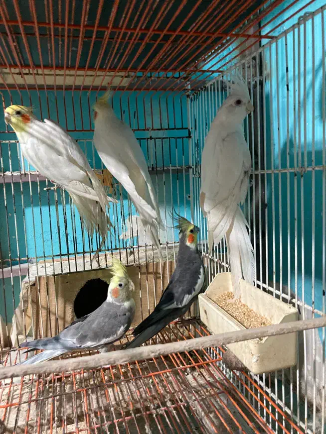 فروش. طوطی. عروس. فقط نر هستن|پرنده|نکا, |دیوار