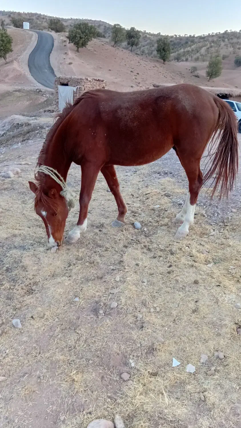 اسب نژاد دره شوری|اسب و تجهیزات اسبسواری|پاتاوه, |دیوار