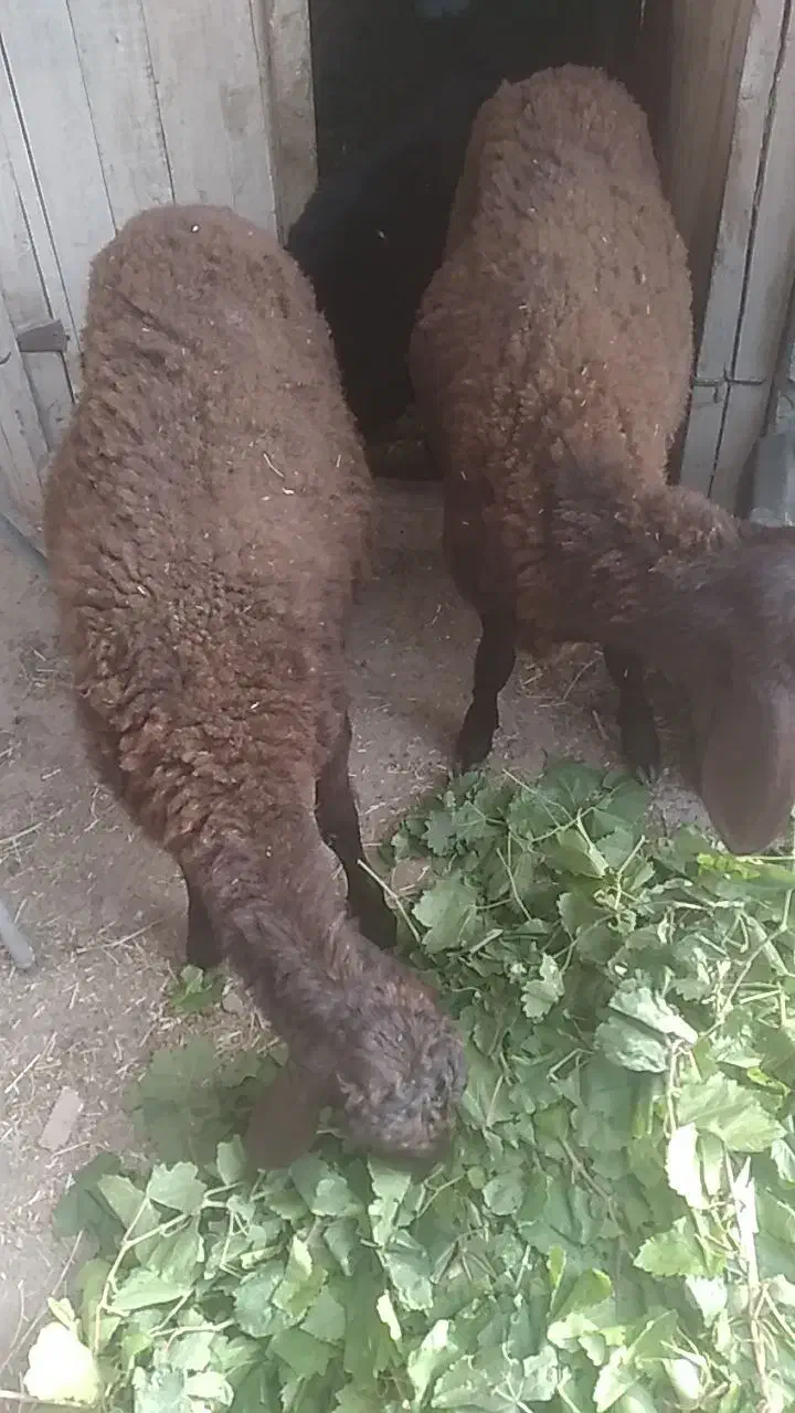 گوسفند نر پرواری|حیوانات مزرعه|آذرشهر, |دیوار