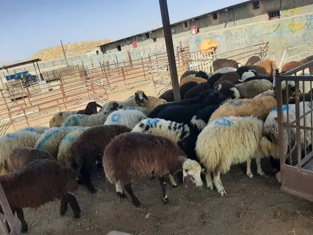 گوسفند زنده|خدمات پذیرایی، مراسم|تهران, طرشت|دیوار