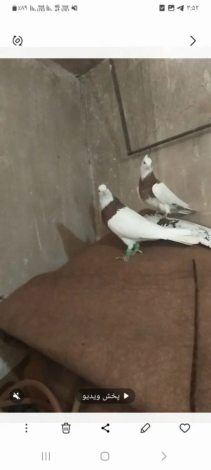 کبوتر|پرنده|پائین جام, |دیوار