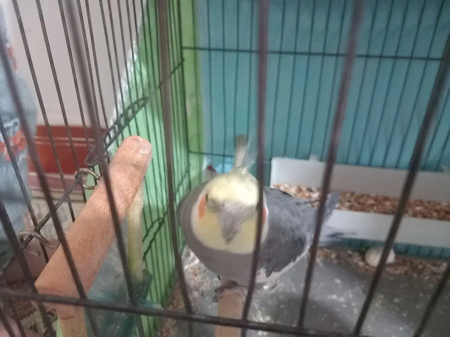 طوطی عروس هلندی نر مست آماده جفت سخنگو|پرنده|الوند, |دیوار