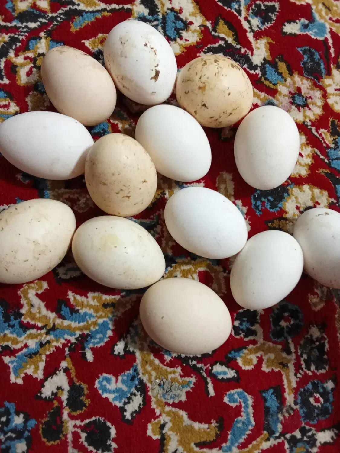 تخم مرغ محلی و تخم بوقلمون|خوردنی و آشامیدنی|دزفول, |دیوار