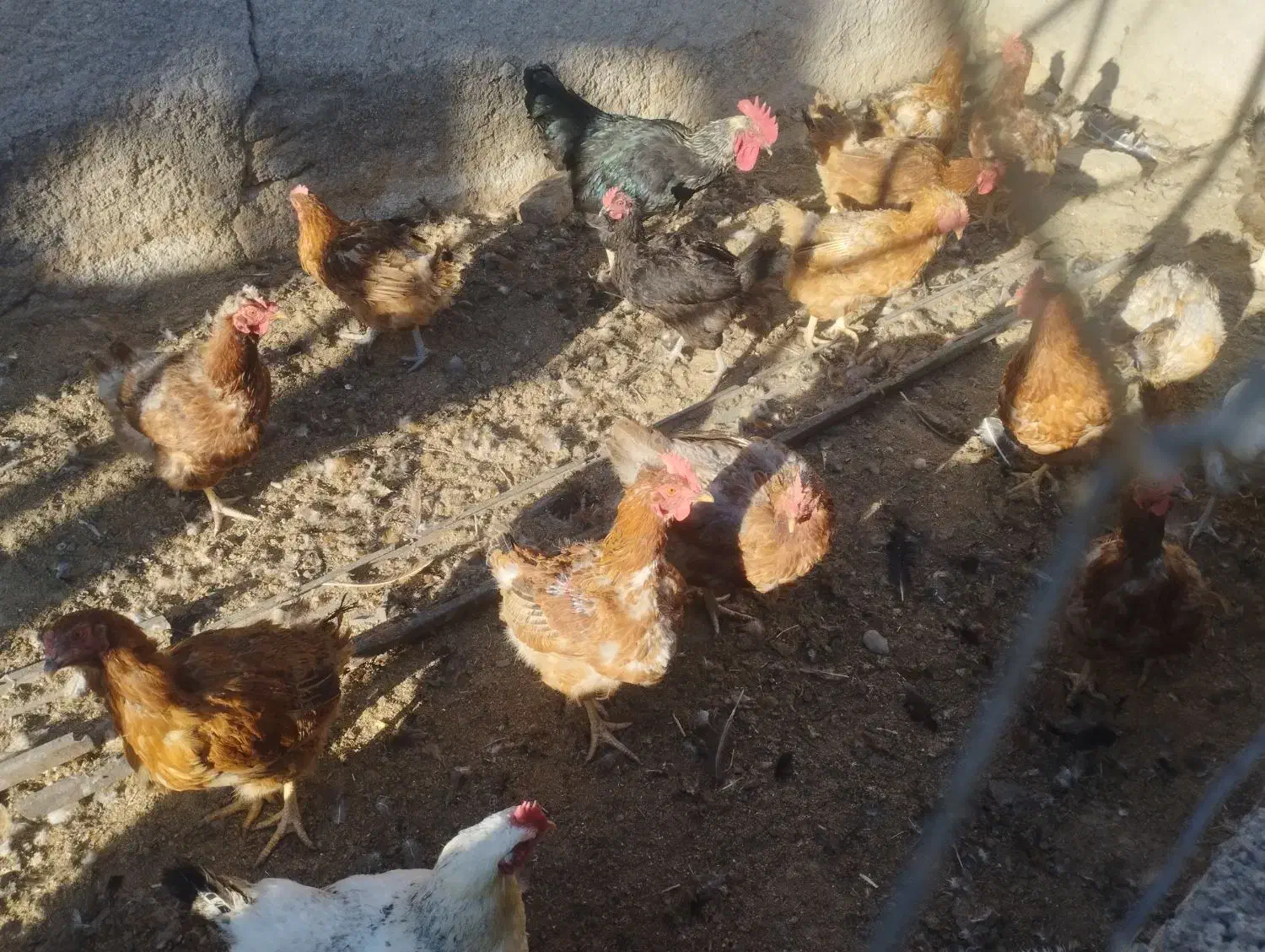 مرغ محلی|حیوانات مزرعه|قوچان, |دیوار