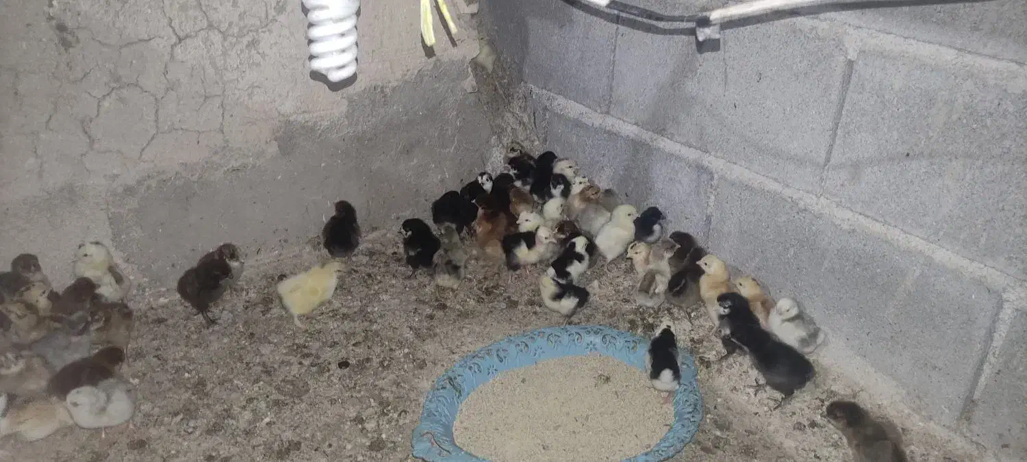 فروش جوجه نژاد دار از برهما وگلین وایسبارومحلی|حیوانات مزرعه|جهرم, |دیوار