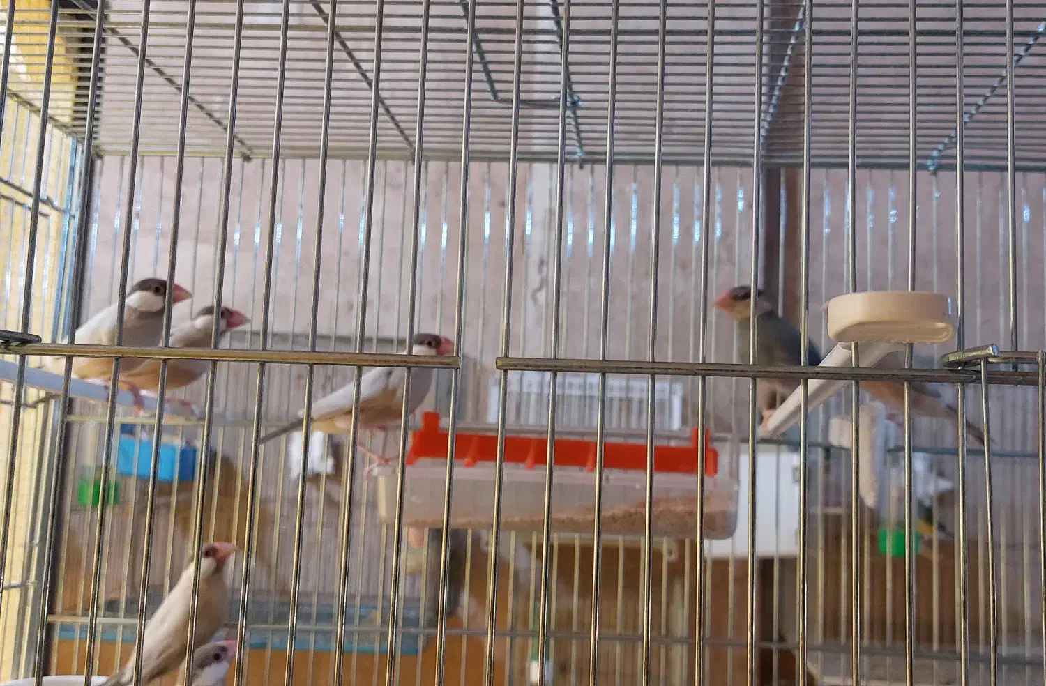 فروش فنچ تعدادی نرمال(بلبلی)|پرنده|خمینی‌شهر, |دیوار