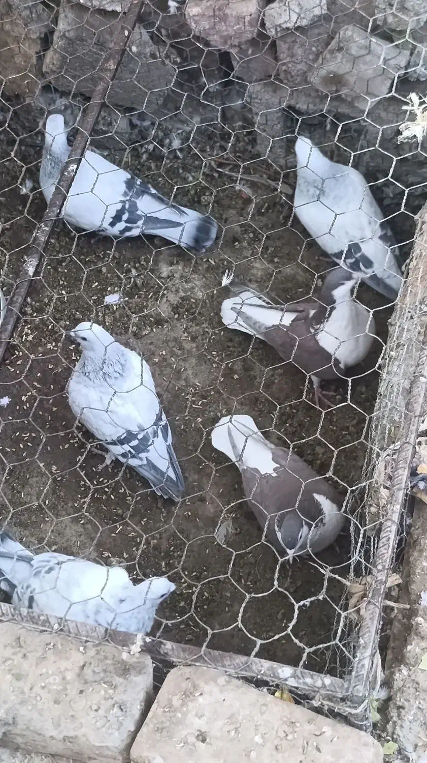 سبز کلاغ نر|پرنده|راین, |دیوار