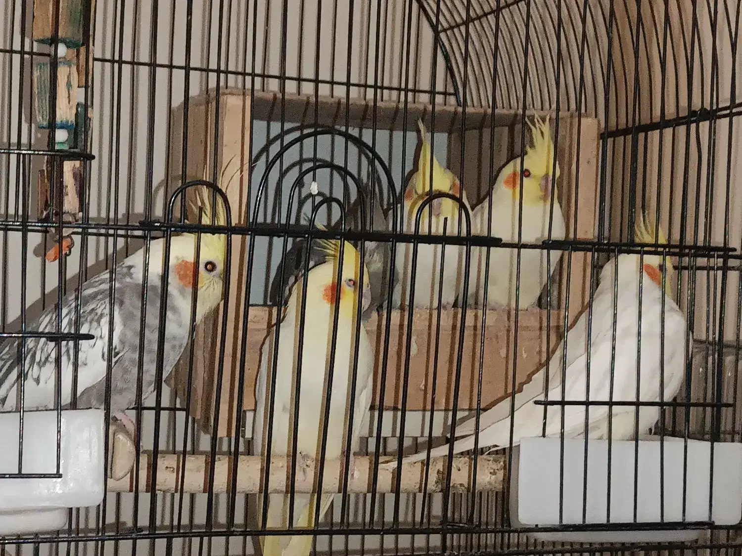 عروس هلندی|پرنده|نسیمشهر, |دیوار