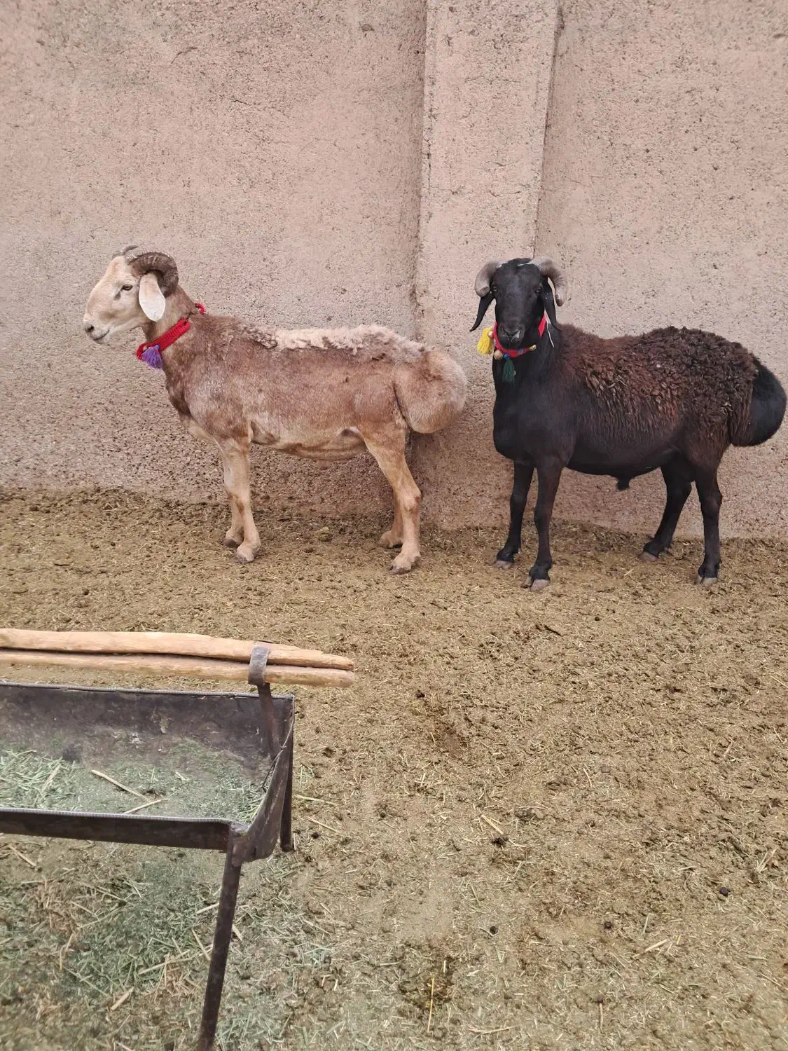 ۲راس عروسک چینی|حیوانات مزرعه|مرودشت, تخت جمشید|دیوار