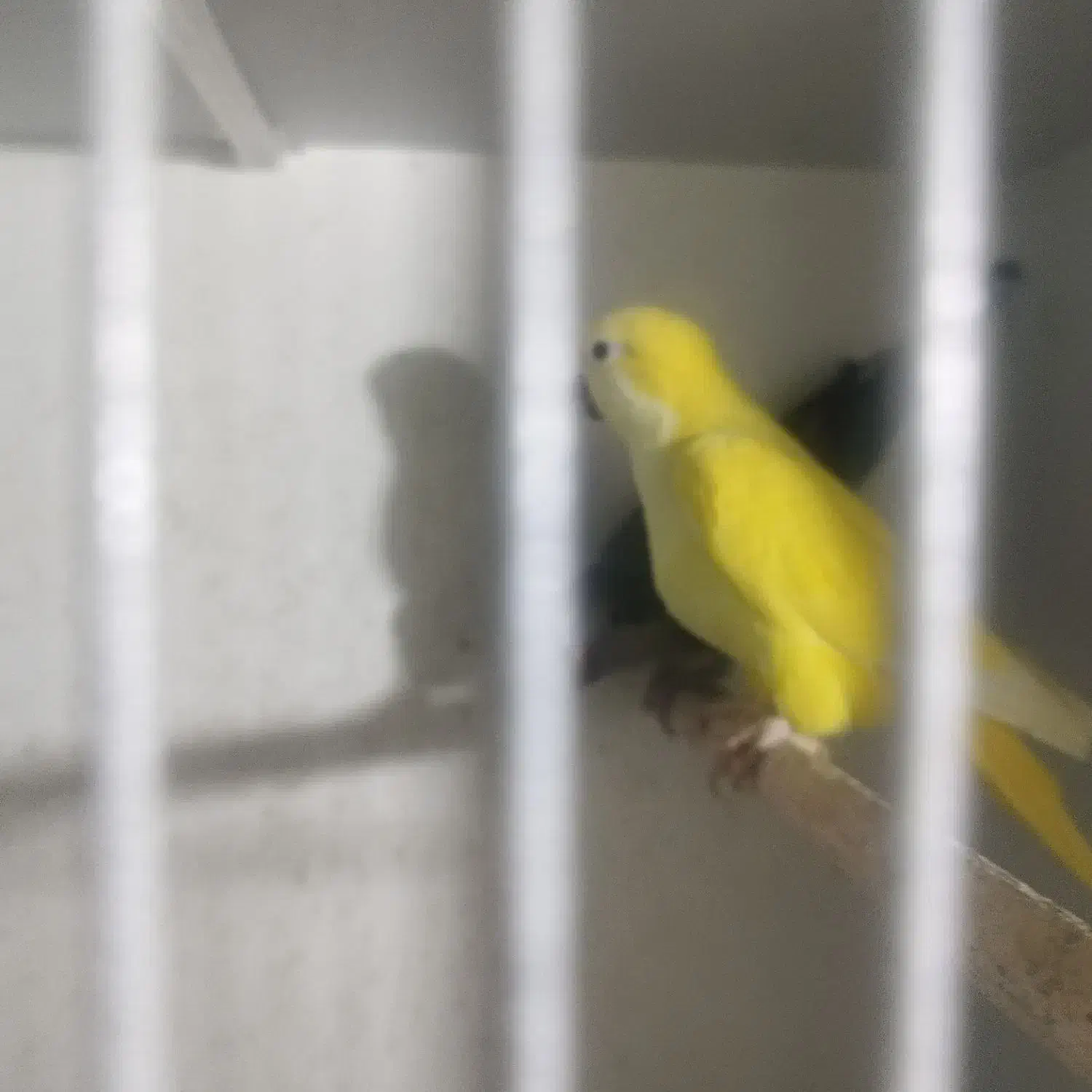 راهب زرد نر تک|پرنده|قائمشهر, |دیوار