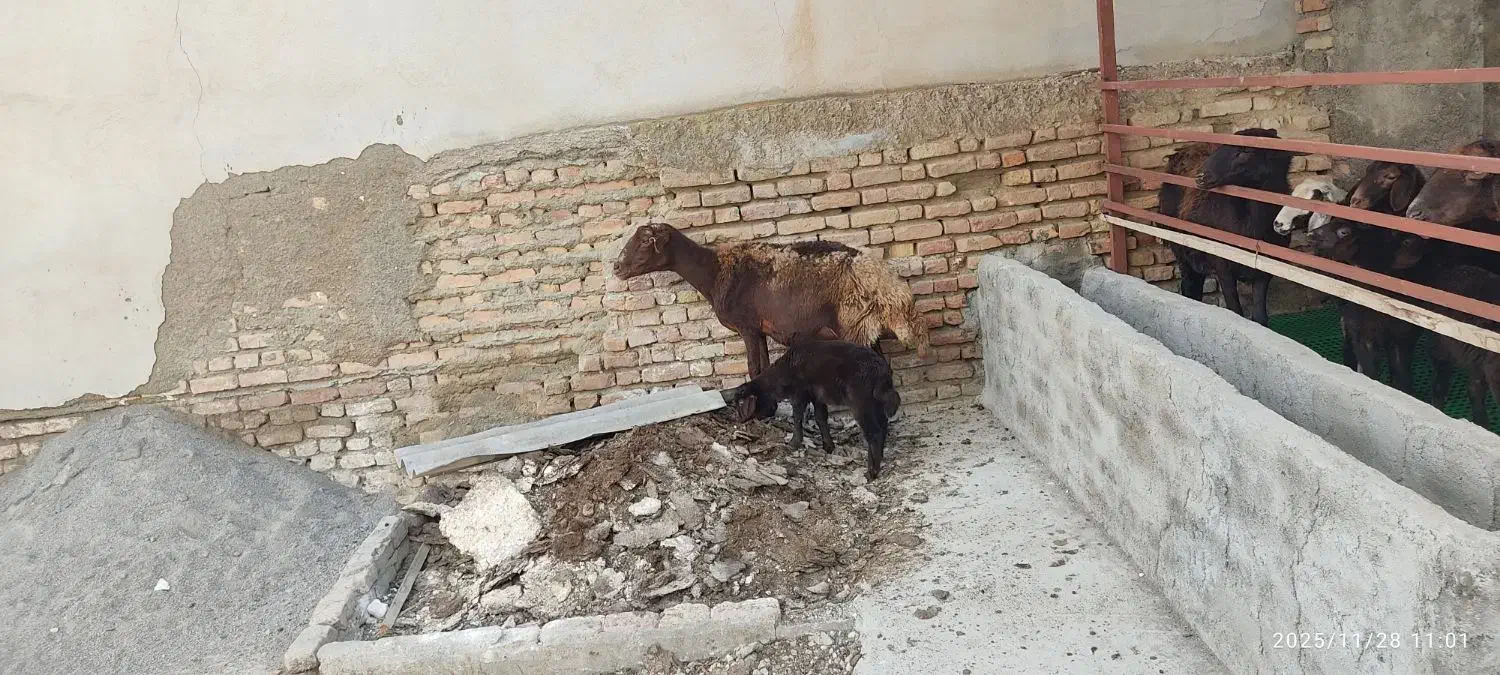 گوسفند بره دار افشار بره ماده خوراکخور|حیوانات مزرعه|بندر ترکمن, |دیوار