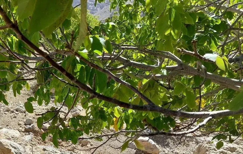 مدارک|اشیا|جم, |دیوار