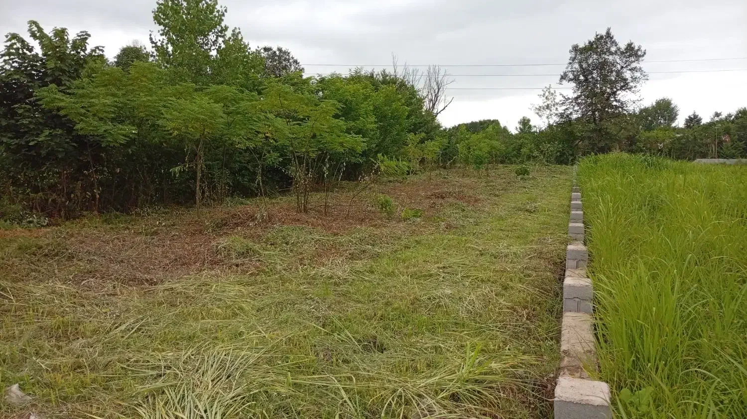 خدمات باغبانی علفتراشی|خدمات باغبانی و درختکاری|رودسر, |دیوار