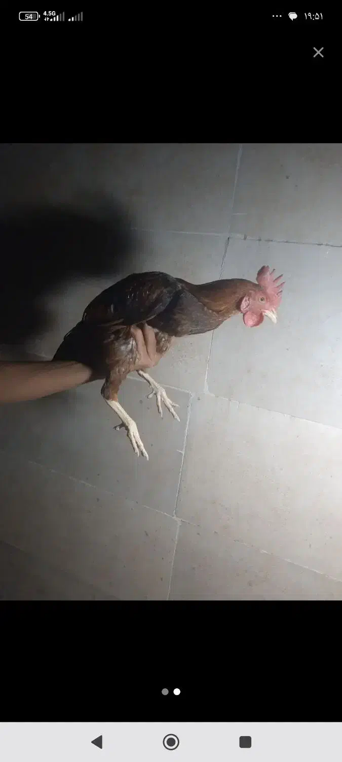 خروس خزک معاوضه با مرغ|حیوانات مزرعه|زابل, |دیوار