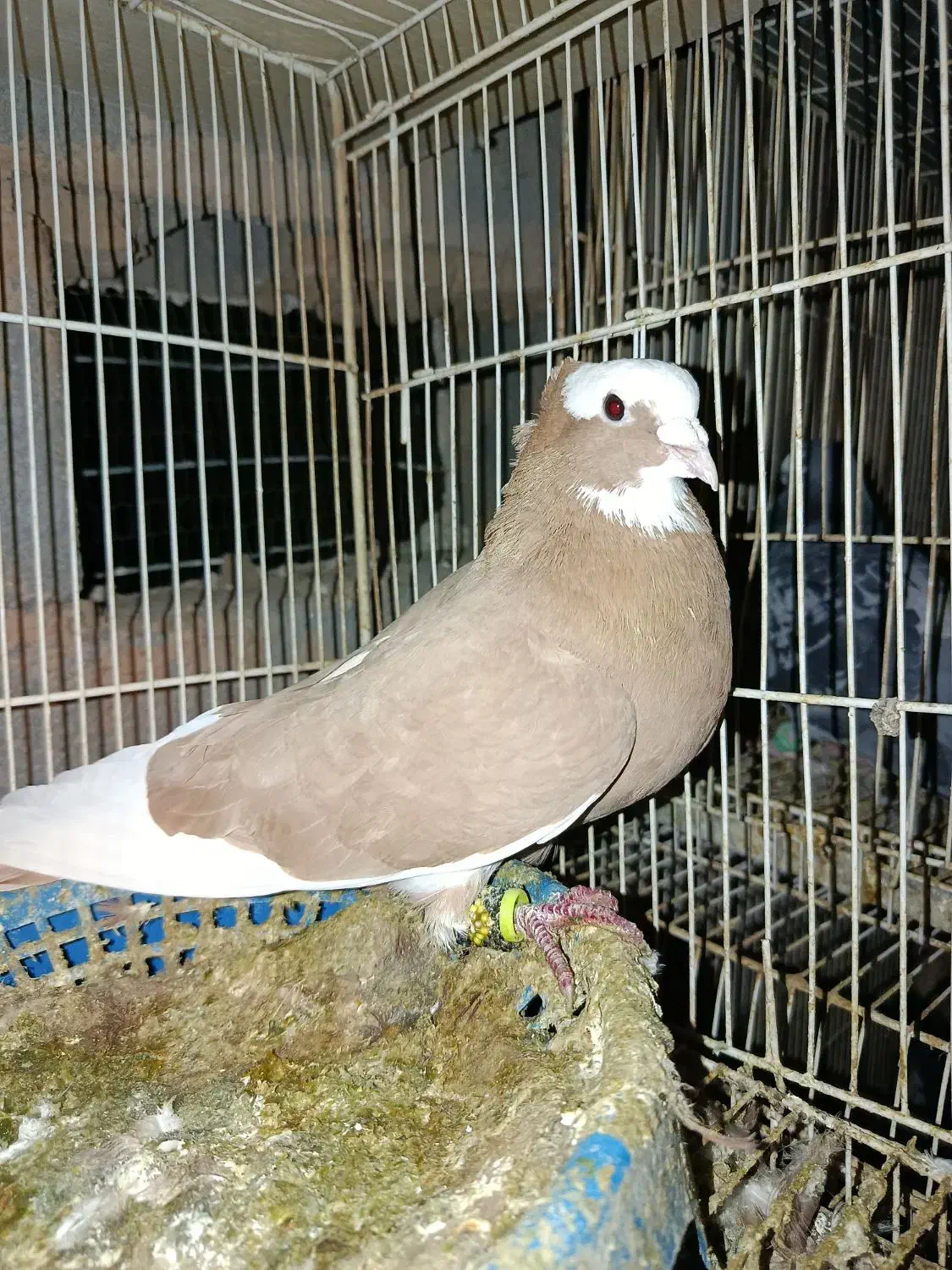 کرمانی|پرنده|مشهد, عیدگاه|دیوار