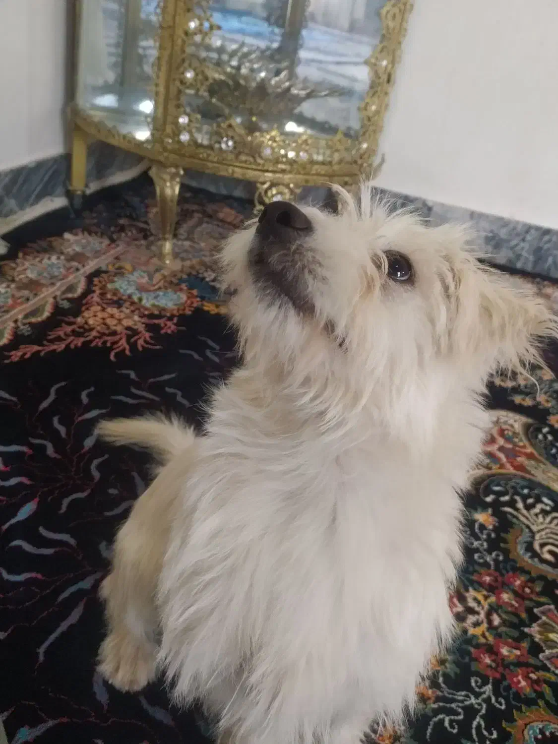 سگ شیتزو|سگ|خرمآباد, |دیوار