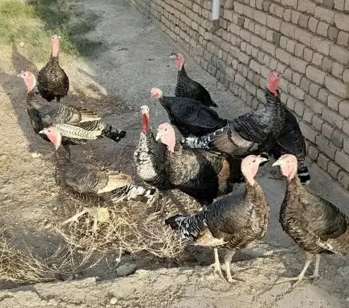 تعدادی بوقلمون و مرغ شاخدار|حیوانات مزرعه|پلدختر, |دیوار