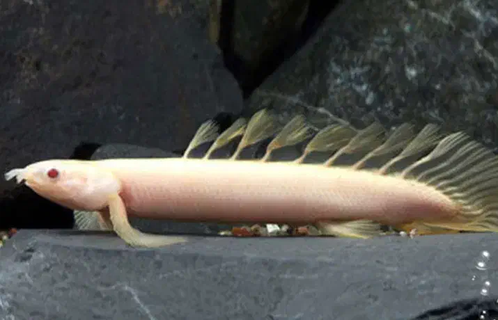 پلی سنگالی البینو به قیمت عمده|ماهی|فردیس, فردیس|دیوار