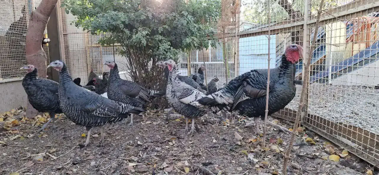 بوقلمون خانگی|حیوانات مزرعه|مشهد, امیرآباد|دیوار