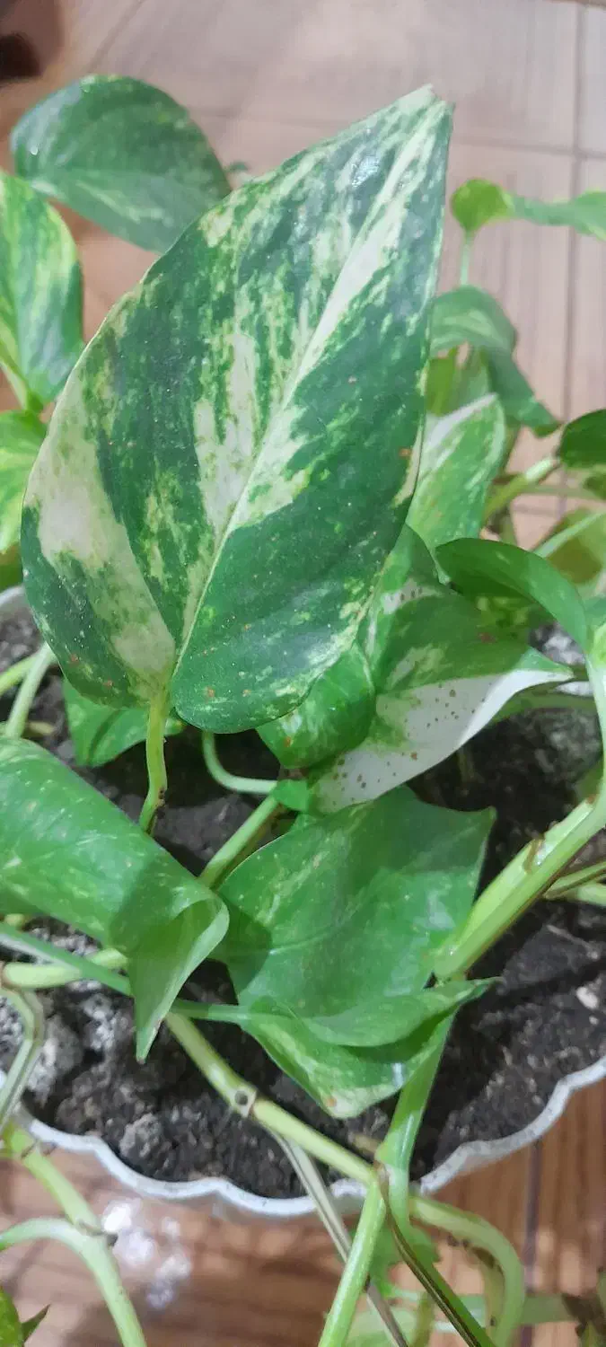 گل پتوس بزرگ|گل و گیاه طبیعی|رشت, چمارسرا|دیوار