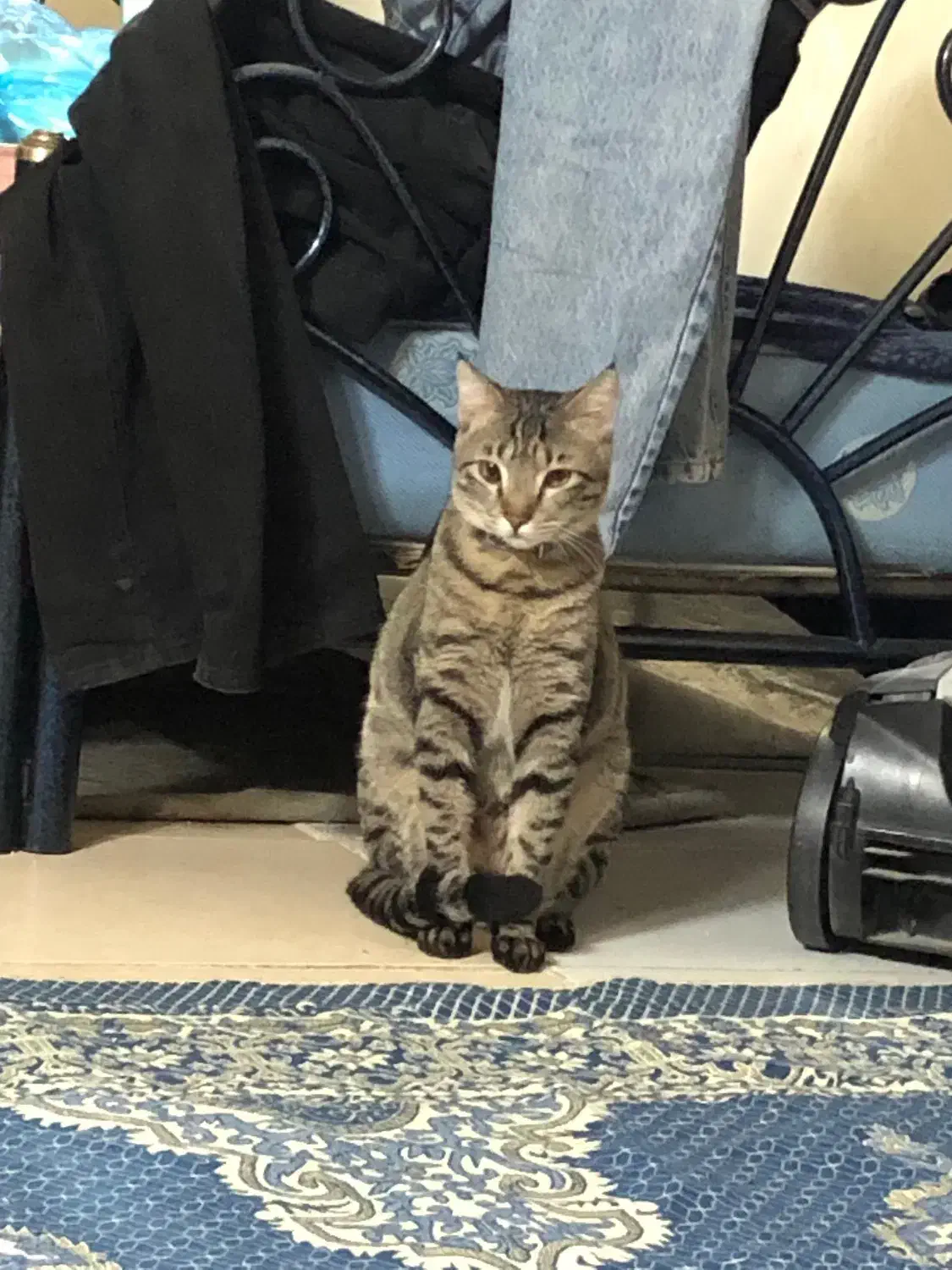 واگذاری گربه فوری|گربه|تهران, کیانشهر|دیوار