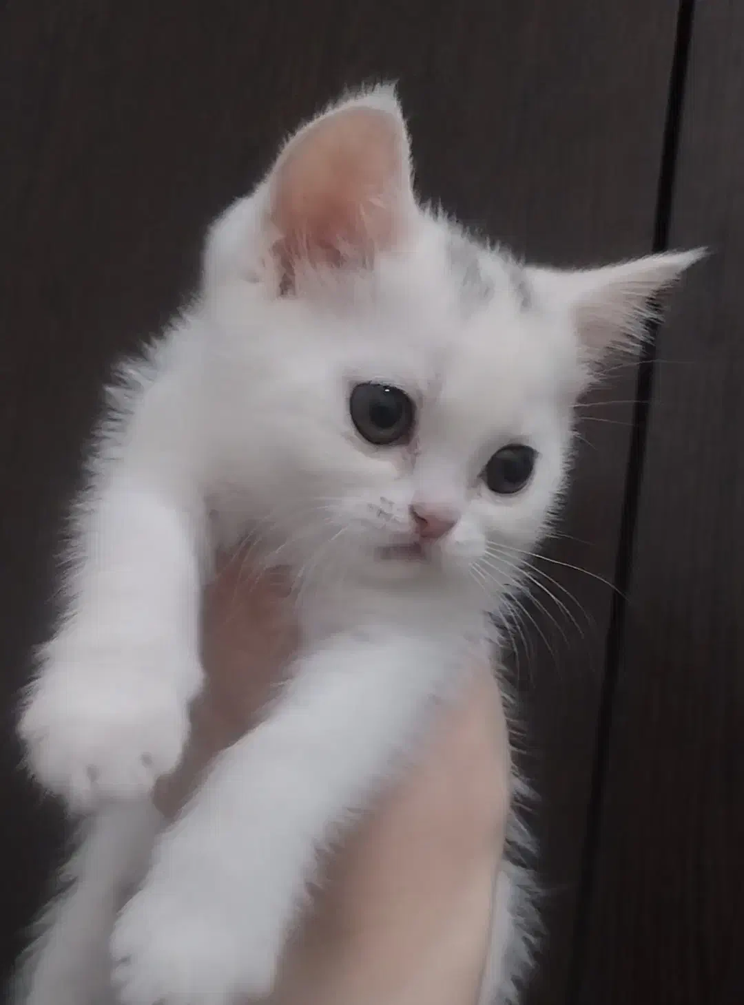 گربه بیریتیش سفیدو اسکاتیش پرشین مشکی|گربه|تهران, انبار نفت|دیوار