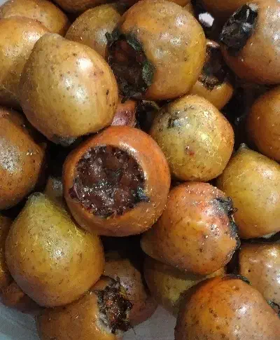 فتر به زبان محلی (کنوس)|خوردنی و آشامیدنی|ماسال, |دیوار