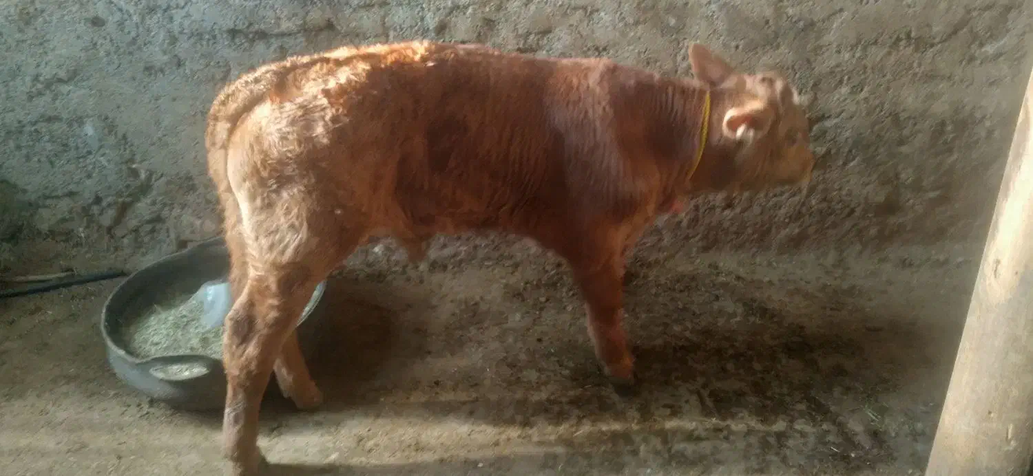 گاو شیری|حیوانات مزرعه|دیواندره, |دیوار