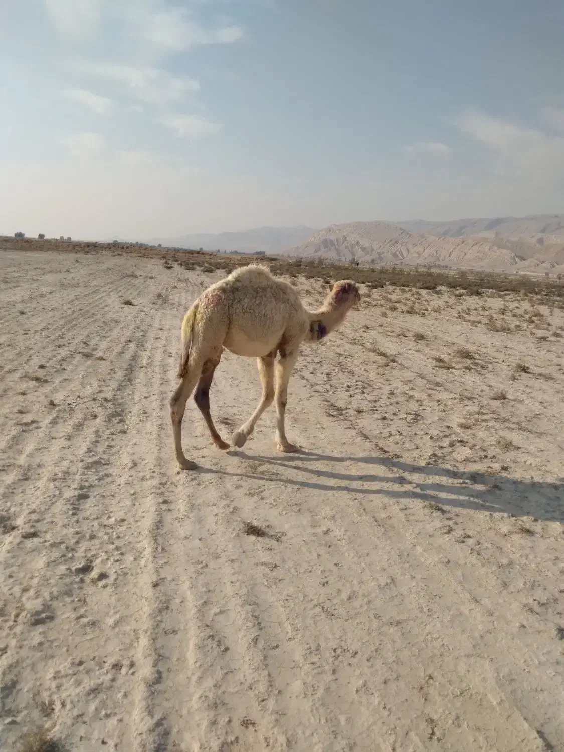 فروش کره شتر ۸ماهه شهر ارد گراش|حیوانات مزرعه|ارد, |دیوار