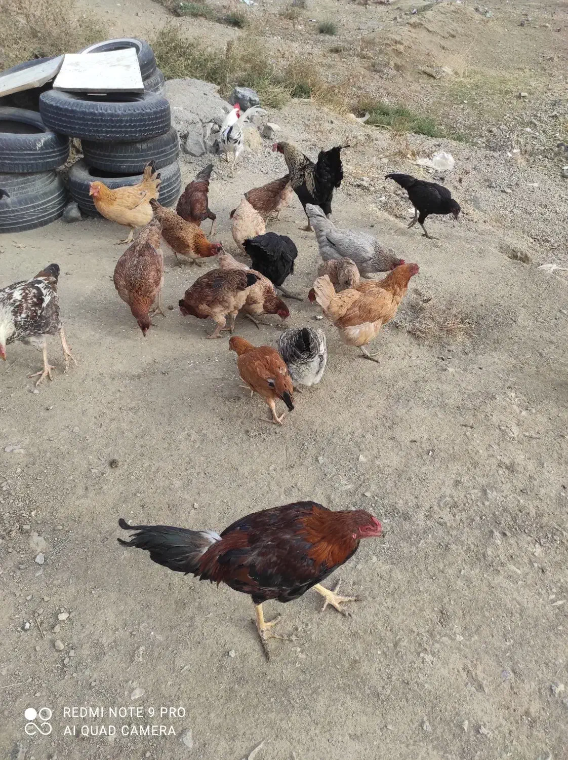 خروس|حیوانات مزرعه|کامیاران, |دیوار