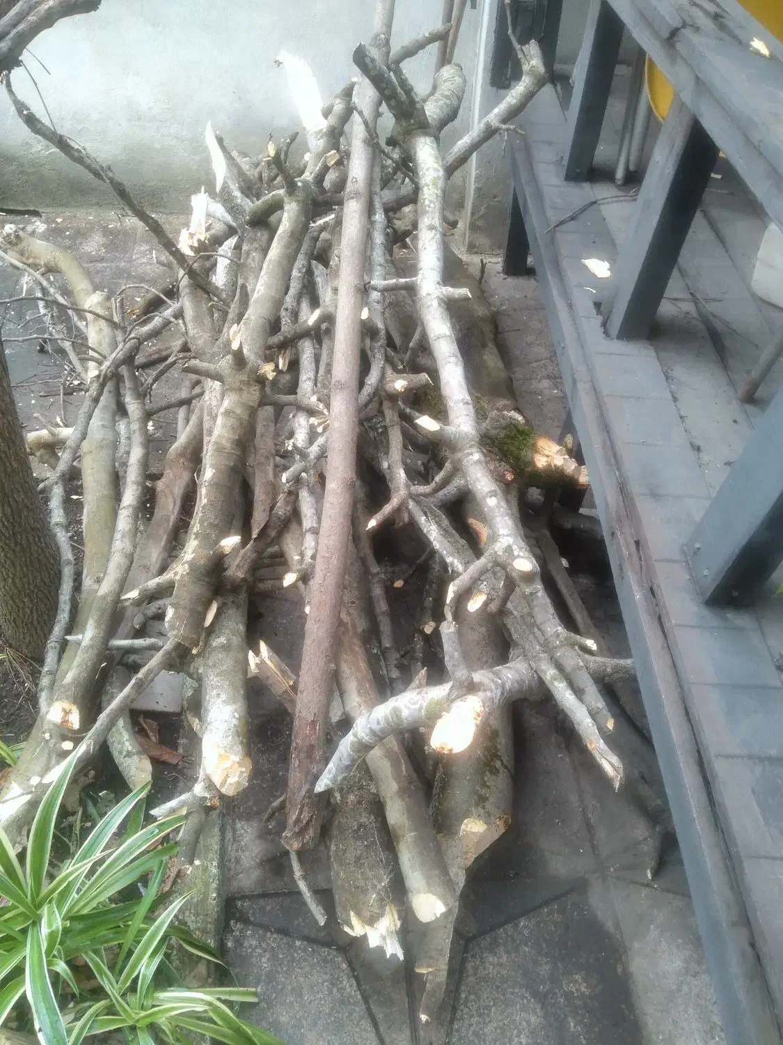 چوب درخت انجیر|حراج|رشت, منظریه|دیوار