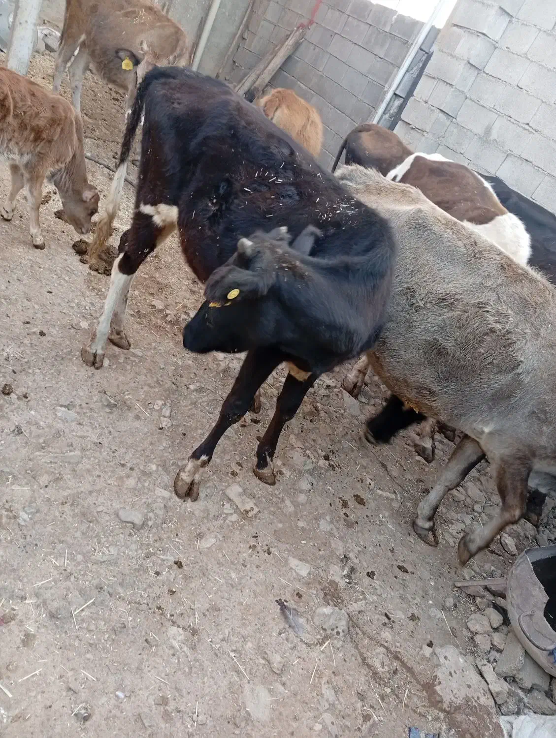 گاو گوساله بومی|حیوانات مزرعه|کرمانشاه, |دیوار