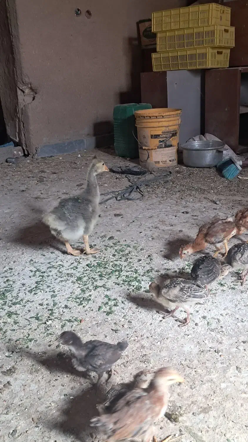 غاز|حیوانات مزرعه|بم, |دیوار