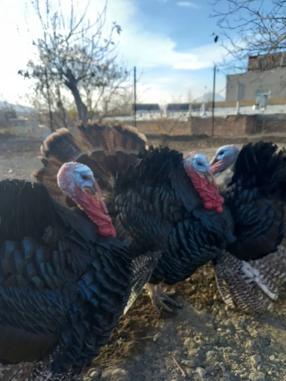 بوقلمون|حیوانات مزرعه|تویسرکان, |دیوار