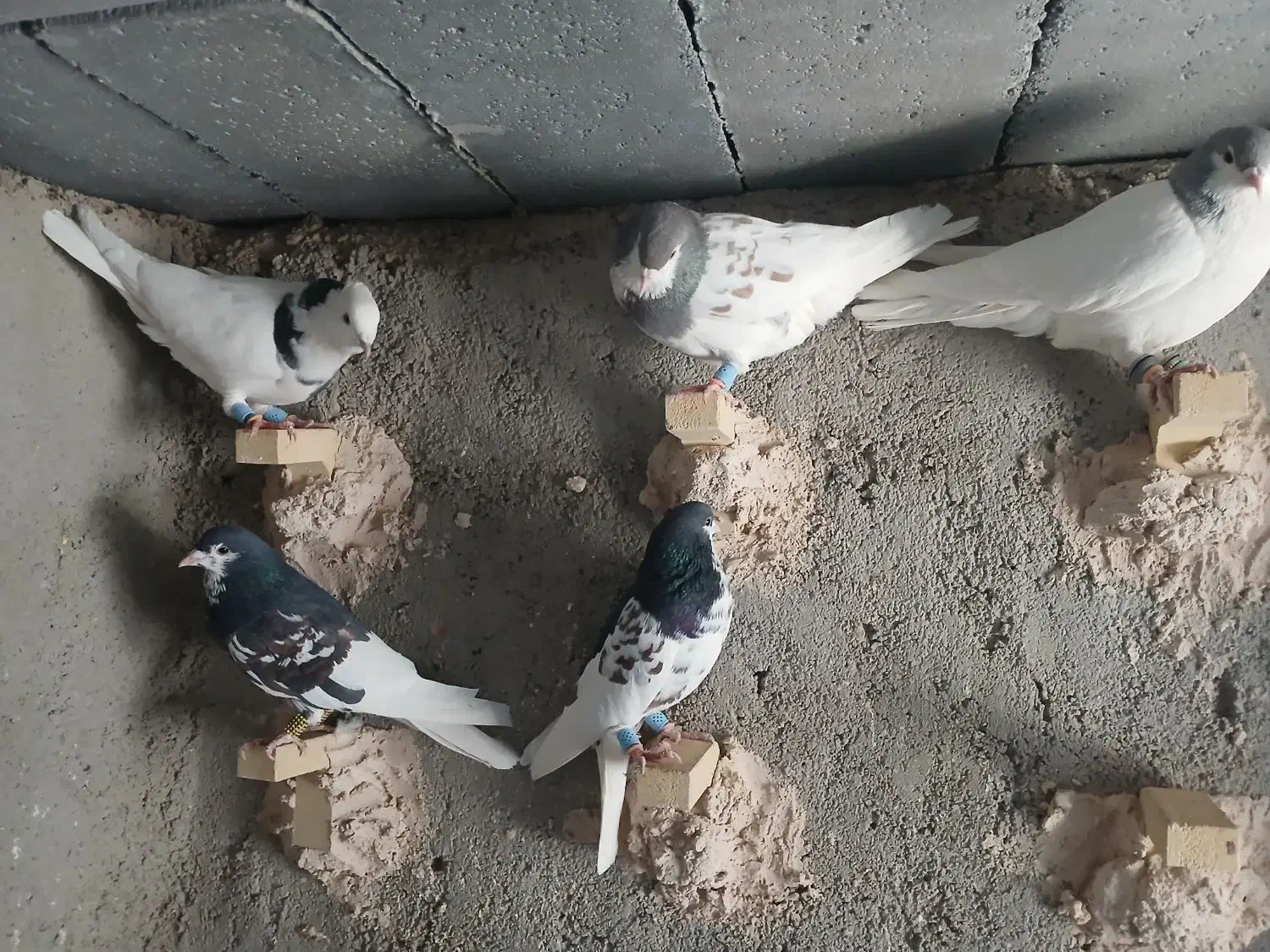 شهری بهبهانی|پرنده|شیراز, شهرک رضوان|دیوار