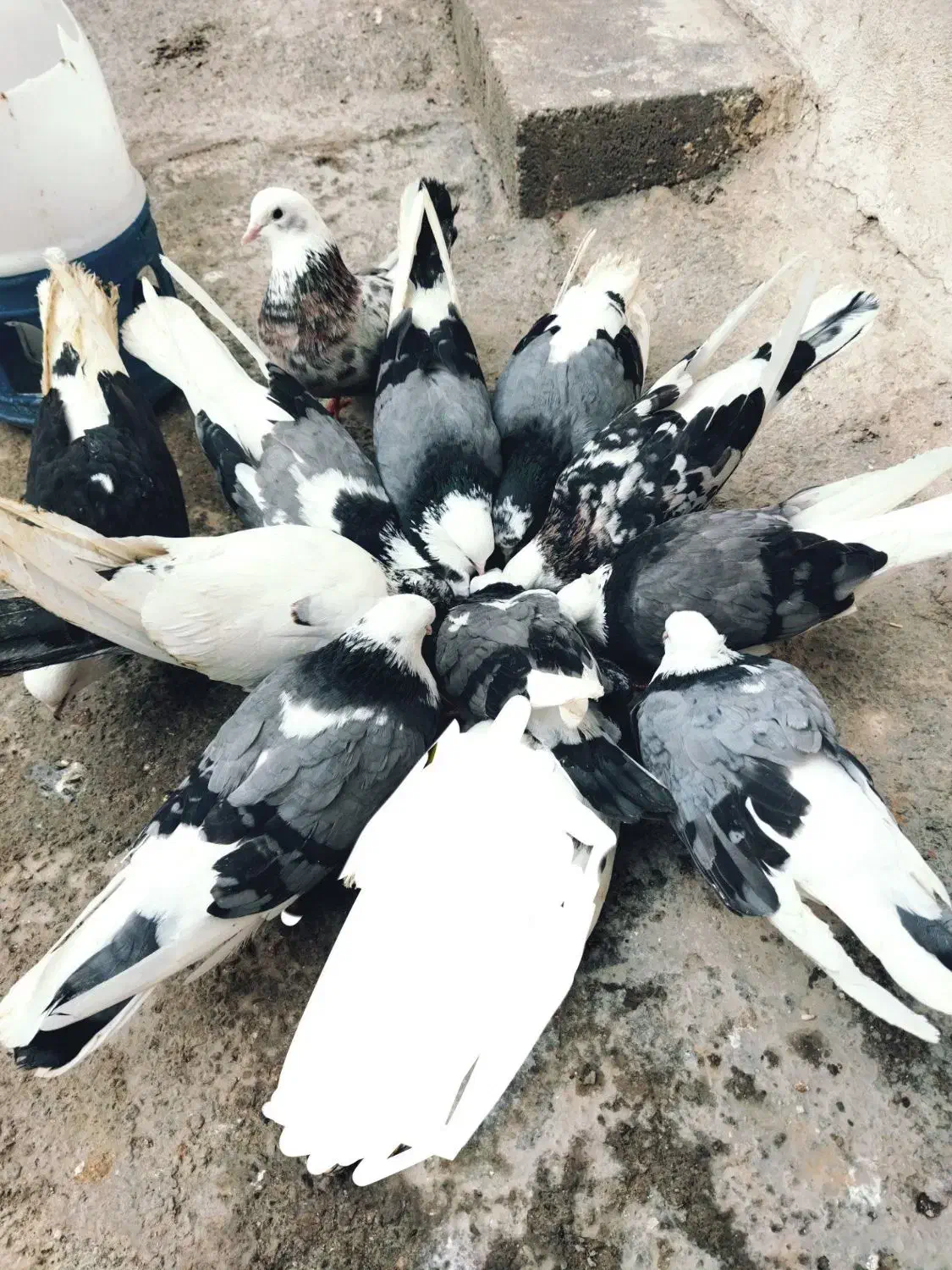 کبوتر|پرنده|نوشین شهر, |دیوار