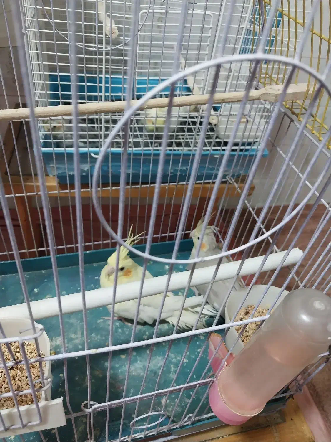 عروس هلندی مولدوسخنگو|پرنده|کرج, گلشهر|دیوار