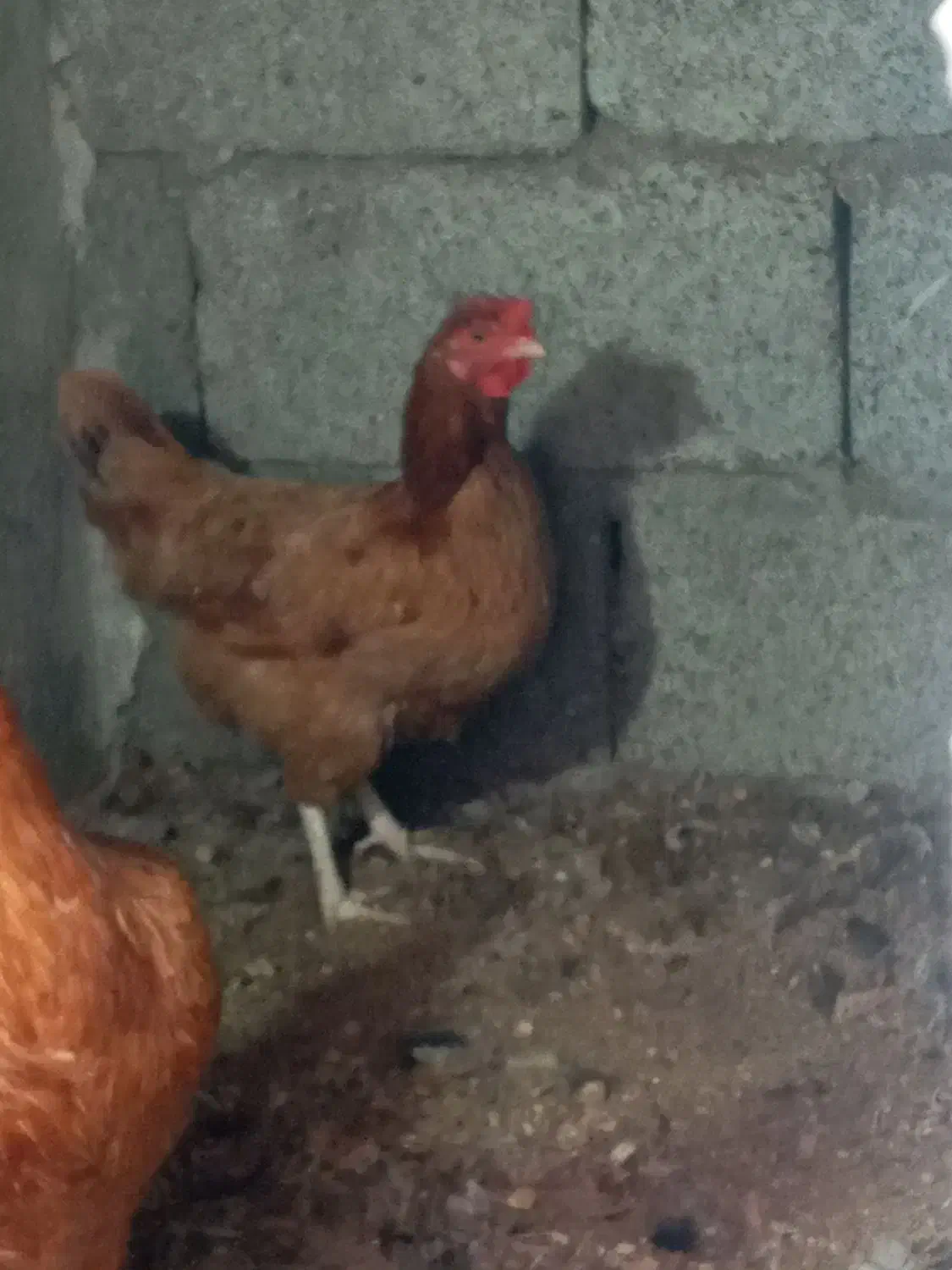 تخم مرغ محلی|حیوانات مزرعه|رودبنه, |دیوار