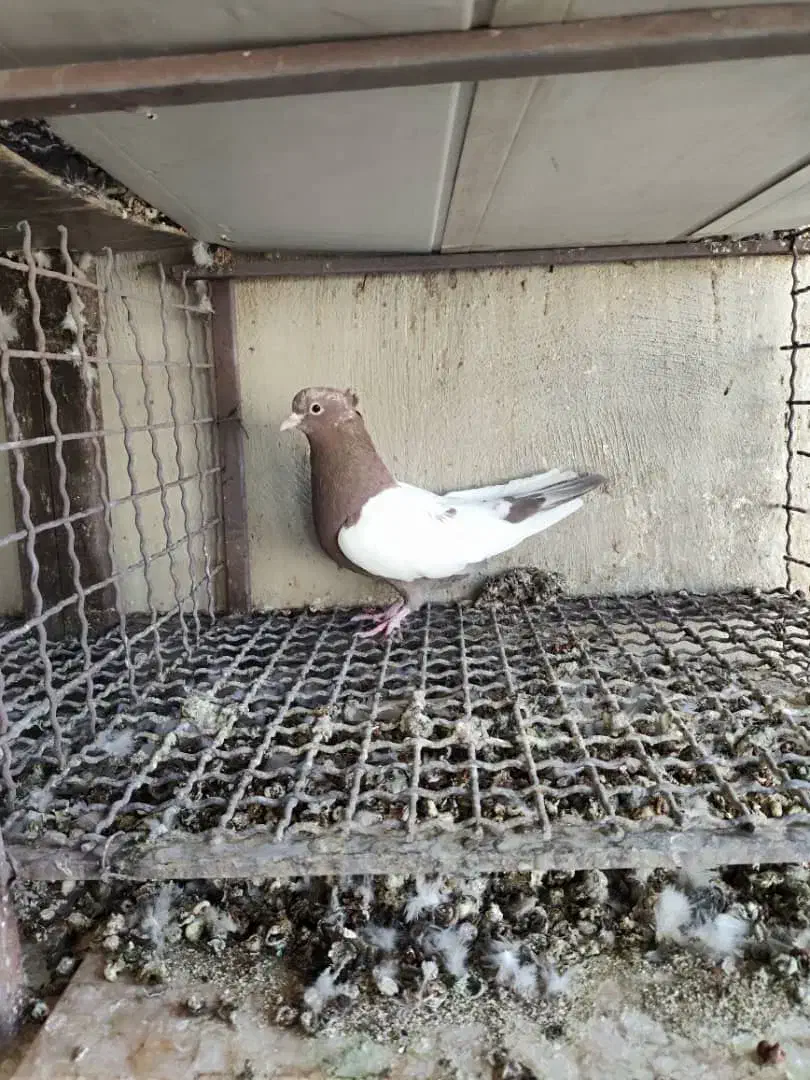 سینه ای پاک|پرنده|دهلران, |دیوار