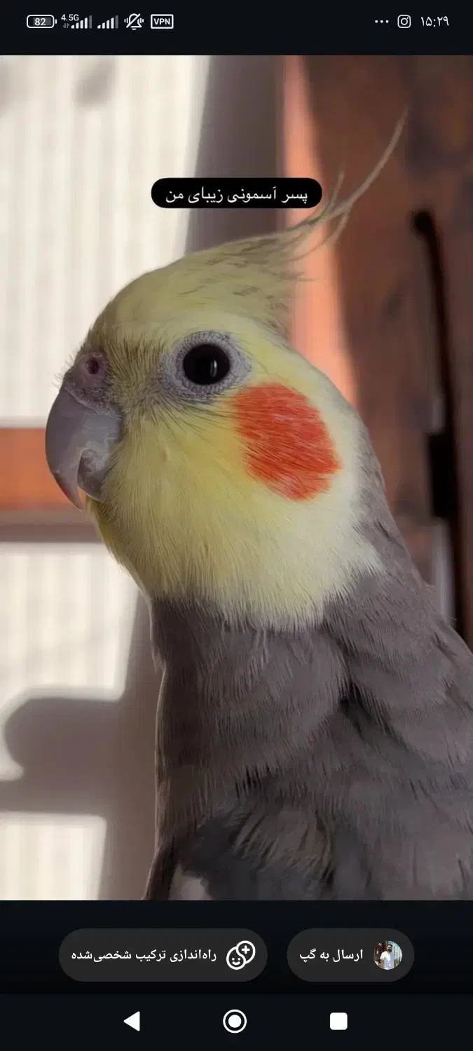 چند عددعروس هلندی لتینو گلباقالی سالم|پرنده|رودسر, |دیوار