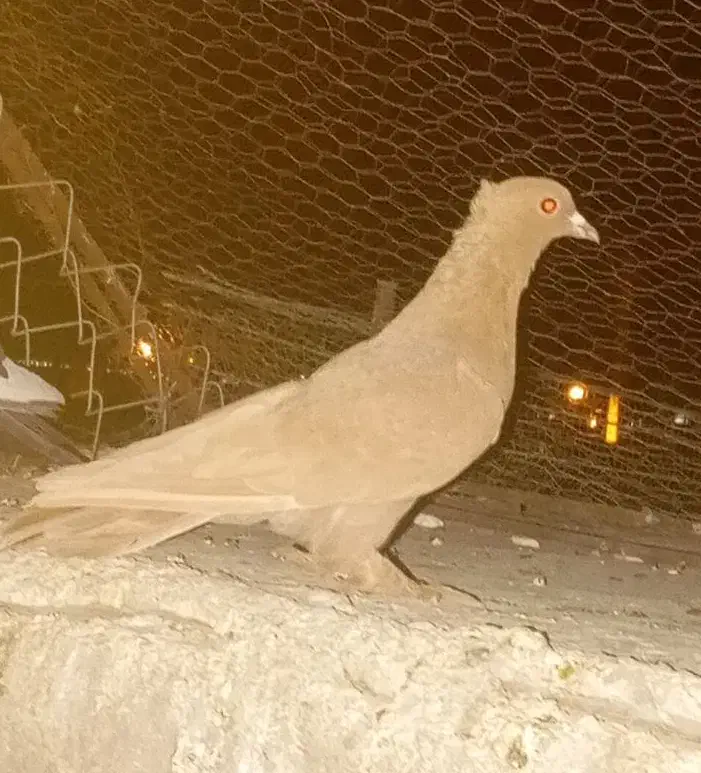 زرد کلایی|پرنده|زرند, |دیوار