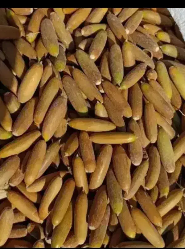 بلوط|خوردنی و آشامیدنی|ماهیدشت, |دیوار