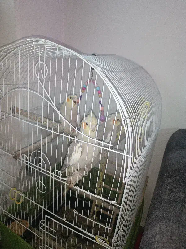 عروس هلندی|پرنده|ری, دیلمان|دیوار