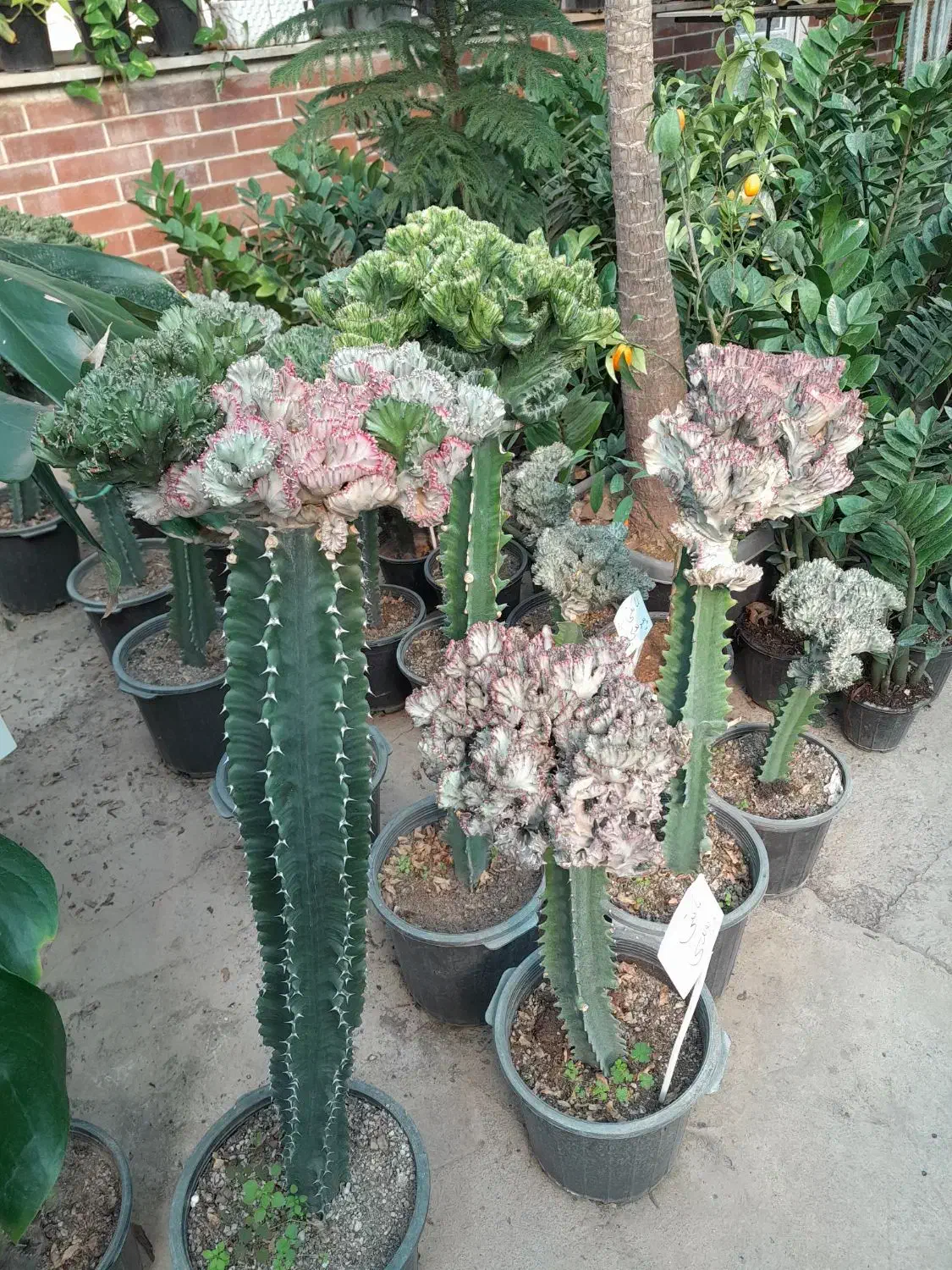 گل و گیاه|خدمات باغبانی و درختکاری|شهریار, شهریار|دیوار